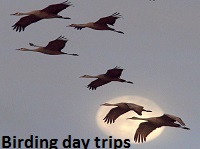 Bird watching day trips Ethiopia